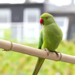 Halsbandsittiche in Düsseldorf – Zoo in the city halsbandsittiche in duesseldorf