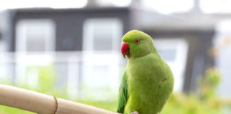 Halsbandsittiche in Düsseldorf – Zoo in the city halsbandsittiche in duesseldorf