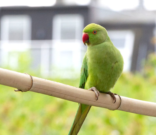 Halsbandsittiche in Düsseldorf – Zoo in the city halsbandsittiche in duesseldorf